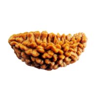 Certified Half moon shaped one mukhi indian rudraksha for Heart patients in white metal cap
