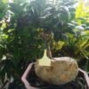 ficus-ginseng-bonsai-plant-stone